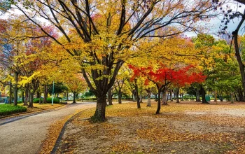Japan's Autum Foliage