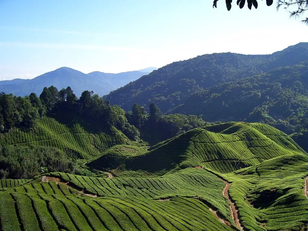 Lush green hills in Cameron Highlands