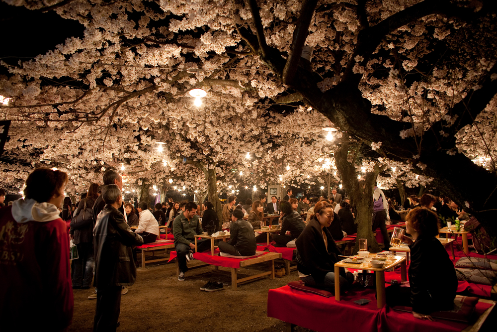 Spring Blossom Kyoto at Night