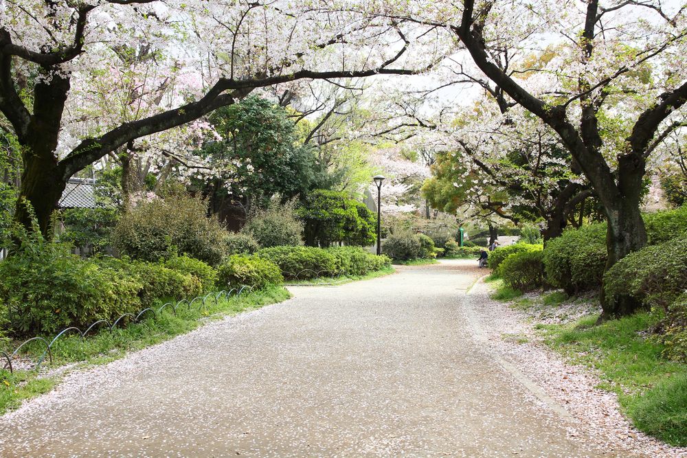 Spring Blossom in Japan