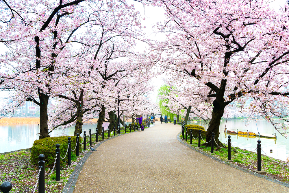 Spring Blossom at Ueno Park Tokyo